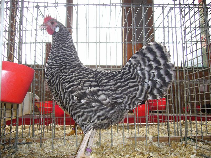 Kreisschau Coesfeld 2008 141.jpg - Deutsche Zwerg Sperber gesperbert von Janik Vieting Preis Hv 96  KVEJ